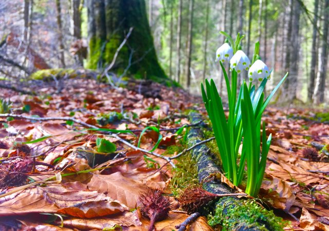 Frühling im Allgäu